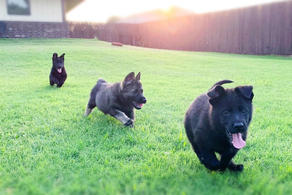Red Rock K9 German Shepherd Puppies being raised for family protection dogs