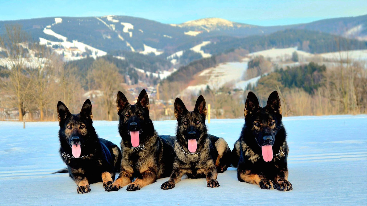 Dogs in Czech Mountains