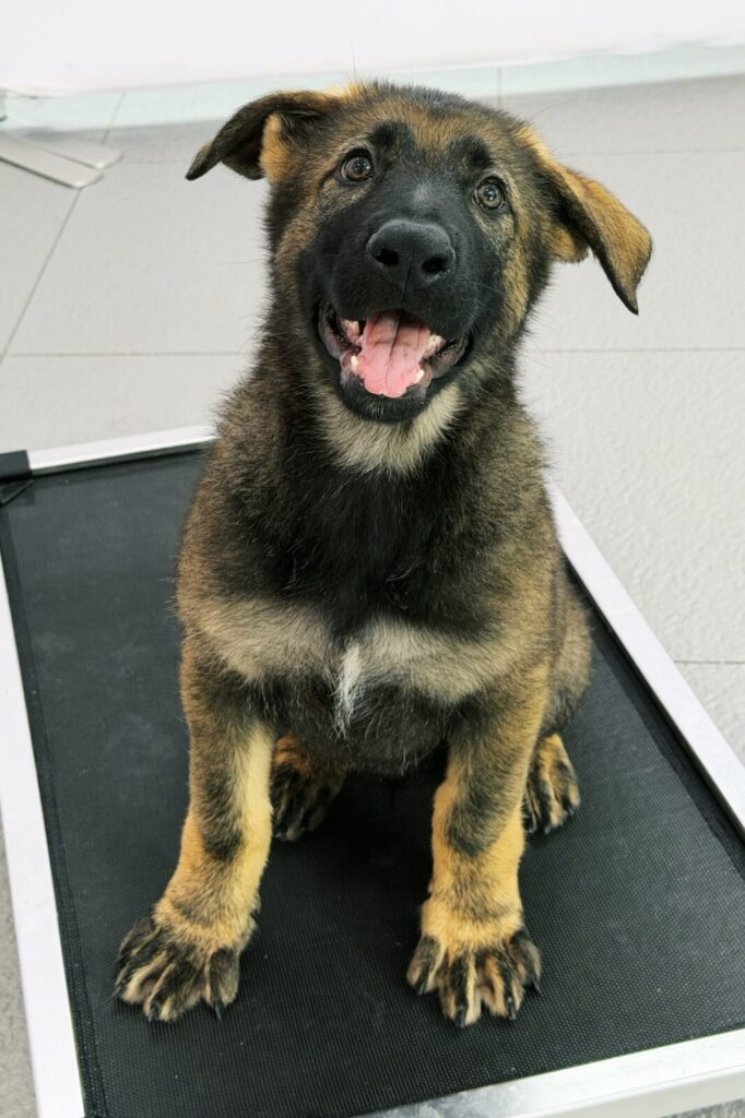 Axel 10 weeks