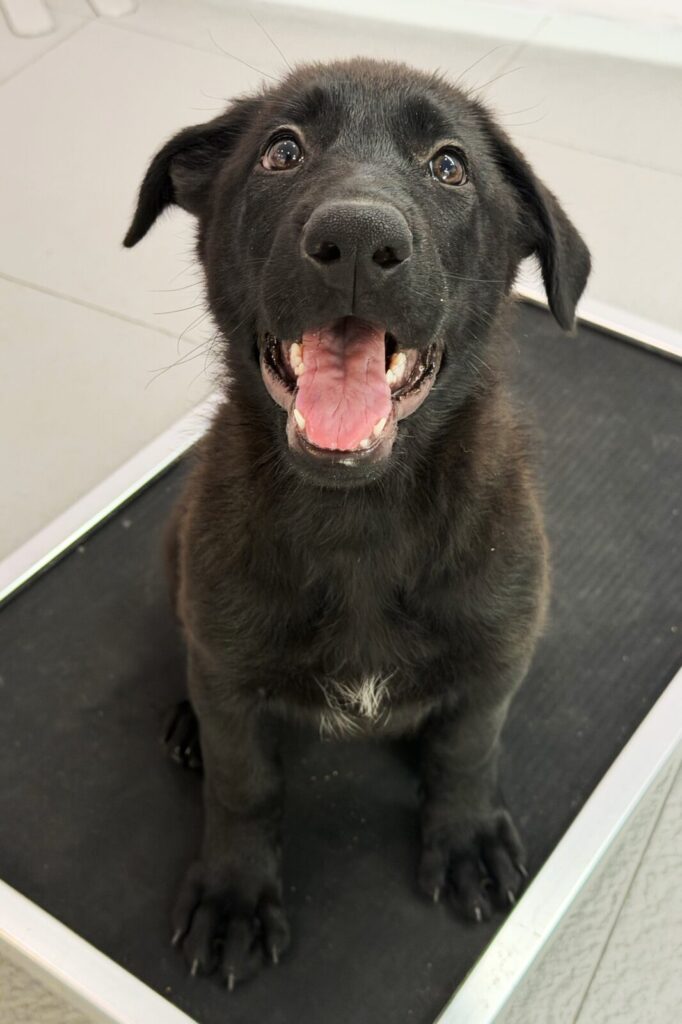 Raven 10weeks